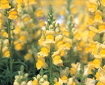 Snapdragon - Speedy Sonnet Yellow