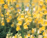 Snapdragon - Speedy Sonnet Yellow