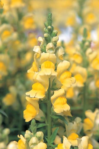 Snapdragon - Speedy Sonnet Yellow