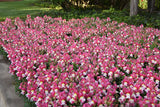Snapdragon - Snapshot Coral Bicolor