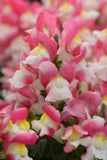 Snapdragon - Snapshot Coral Bicolor