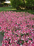 Snapdragon - Snapshot Coral Bicolor