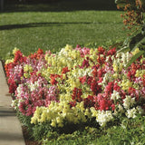 Snapdragon - Snapshot Mix