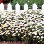 Chrysanthemum - Snowland