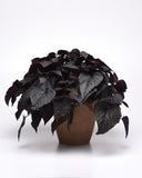 Ipomoea - SolarPower Black Heart