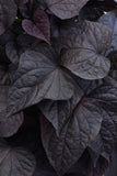 Ipomoea - SolarPower Black Heart