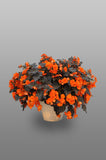 Begonia - Solenia Chocolate Orange