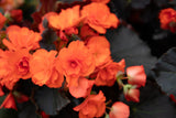 Begonia - Solenia Chocolate Orange