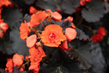 Begonia - Solenia Chocolate Orange