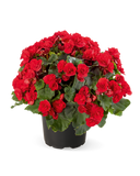 Begonia - Solenia Scarlet