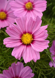 Cosmos - Sonata Pink Blush