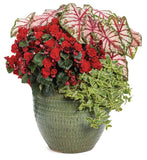 Begonia - Solenia Scarlet