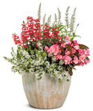 Salvia - Unplugged Red