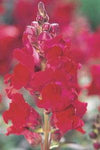 Snapdragon - Speedy Sonnet Crimson