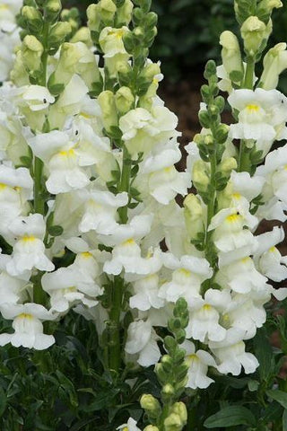 Snapdragon - Speedy Sonnet White