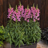 Snapdragon - Speedy Sonnet Pink