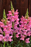 Snapdragon - Speedy Sonnet Pink