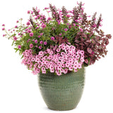 Salvia - Unplugged Pink