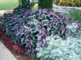 Strobilanthes - Persian Shield