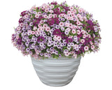Petunia - Supertunia Mini Vista Violet Star