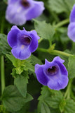 Torenia - Summer Wave Blue