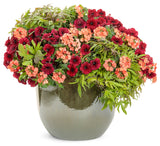 Ipomea - Sweet Caroline Medusa Green