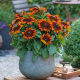 Rudbeckia - Sunbeckia Sarah