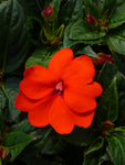 Impatiens - SunPatiens Compact Electric Orange