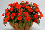 Impatiens - SunPatiens Compact Electric Orange