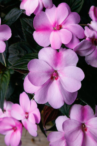 Impatiens - SunPatiens Compact Lavender Splash