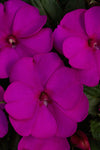 Impatiens - SunPatiens Compact Purple