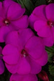 Impatiens - SunPatiens Compact Purple