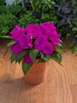 Impatiens - SunPatiens Compact Purple