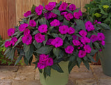 Impatiens - SunPatiens Compact Purple