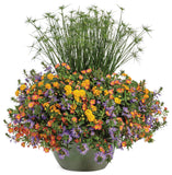 Scaevola - Whirlwind Blue