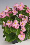 Begonia - Super Olympia Pink