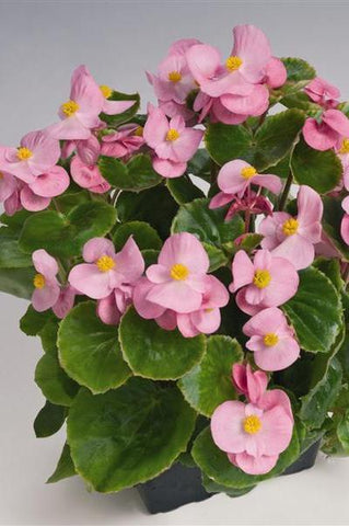 Begonia - Super Olympia Pink