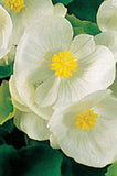 Begonia - Super Olympia White