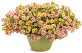 Calibrachoa - Superbells Magic Double Grapefruit
