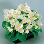 Begonia - Super Olympia White