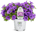 Petunia - Supertunia Mini Vista Indigo
