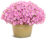Petunia - Supertunia Mini Vista Pink Cloud