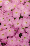 Petunia - Supertunia Mini Vista Pink Cloud