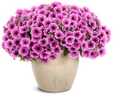 Petunia - Supertunia Mini Vista Plum Veined