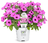 Petunia - Supertunia Vista Jazzberry