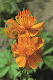 Trollius - Golden Queen