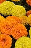 Marigold - Taishan Mix