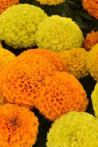 Marigold - Taishan Mix