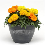 Marigold - Taishan Mix