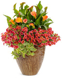 Dorotheanthus - Meezo